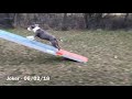 Amstaff Agility Training - 06/02/18