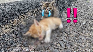 The Kitten Begged Me to Help its Sister, Thought She Couldn't Survive, But A Miracle Happened