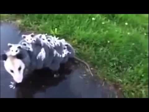 Video: Vācijas šķērsotais Opossum Oskariem