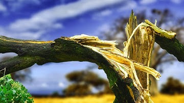 Tree Falling Sound Effects | All Sound Effects in HQ