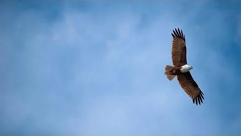 They shall mount up with wings like eagles (Isaiah‬ ‭40:30-31‬) - Thought for the Day - 11Aug2020