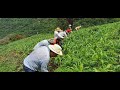 Limpiando la Milpa -trabajo colectivo