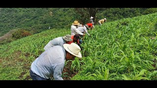 Limpiando la Milpa trabajo colectivo