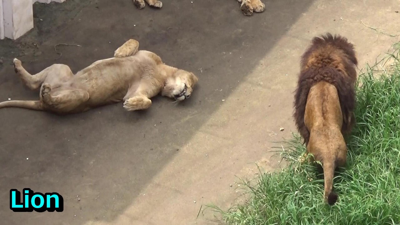 Cool lion pride #600 ライオン家族の日常【Cute animal videos