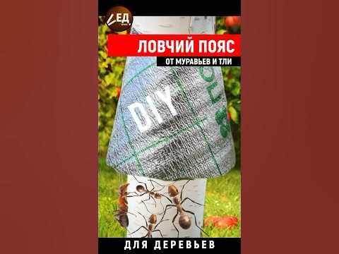 ловчий пояс от муравьев и тли - YouTube