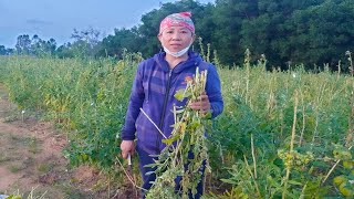 Sesame Farming - Harvest sesame seeds in my countryside