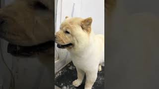 Chow chow #chowchow #puppies #dog #pet