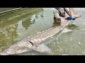 絶滅したはずのチョウザメが北海道で続々発見??チョウザメの定着や繁殖について考察