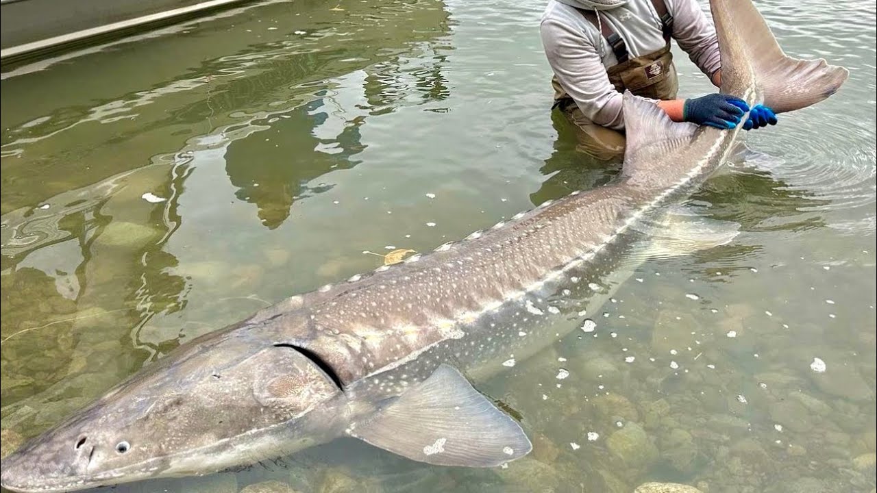 Sturgeon, thought to be extinct, are being discovered one after 