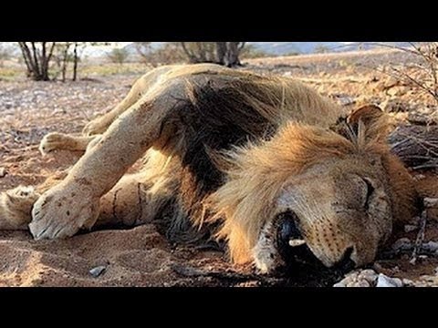 leones | el fin de los grandes felinos | la pelicula - YouTube
