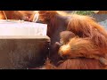 Orang Baby bei Hagenbeck   22 06 20