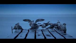 Dobrogea Și Delta Dunării România 4K