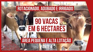 90 VACAS DE LEITE EM 6 HECTARES - PROJETO ROTACIONADO ADUBADO E IRRIGADO #parte4