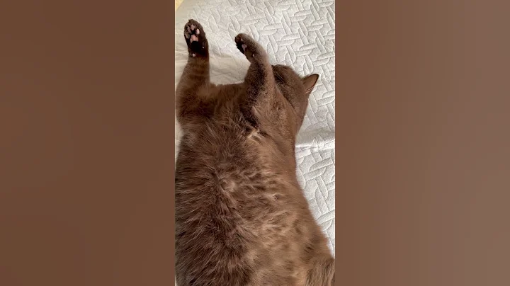 Watch the video about My beauty British cat Evon #shorts #cat #beauty #british #evon