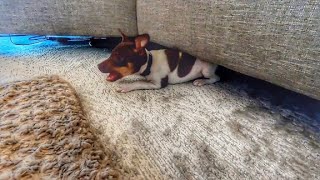 Rat Terrier Puppy 9 Weeks Old Crawling Under the Couch AND Hide + Seek {Obi The Rat Terrier}