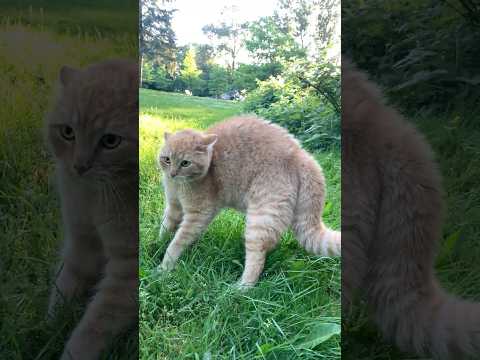 #funnycats #orangecat #коты #cat #catlover #beautiful #рыжийкот #חתולים #fyp #cute #貓 #귀여운 #고양이