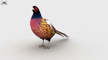 Pheasant Low Poly 3D model by 3DModels.org