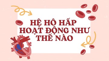 Hệ Hô Hấp Hoạt Động Như Thế Nào? – Giải Thích Dễ Hiểu