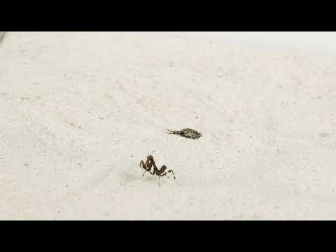 Βίντεο: Praying Mantis Eggs: Πώς φαίνονται τα Praying Mantis Egg Sacs