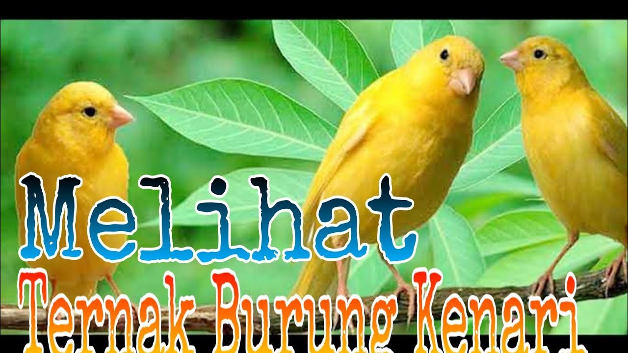 Melihat Peternakan Burung Kenari 