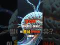 [건강꿀팁] 뇌건강에 좋은 음식 Top.5 #건강 #정보 #뇌건강 #유튜브쇼츠 #shorts