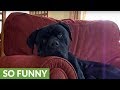 Dog totally bewildered by baby's laughter