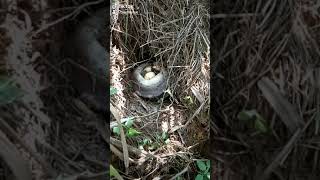 Jelmaan Nyi Blorong...