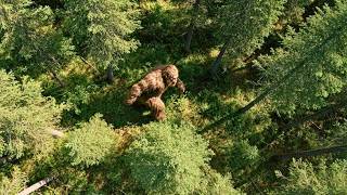 Stunning NEW Clear BIGFOOT Footage Proves The Legend Is Real!