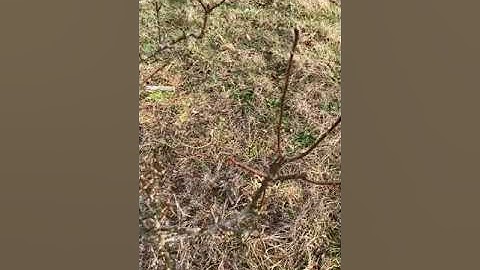 Pruning Pear part 1