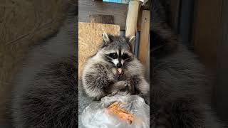 Енот полоскун уплетает креветки  #shorts #tiktok #raccoon #енотик