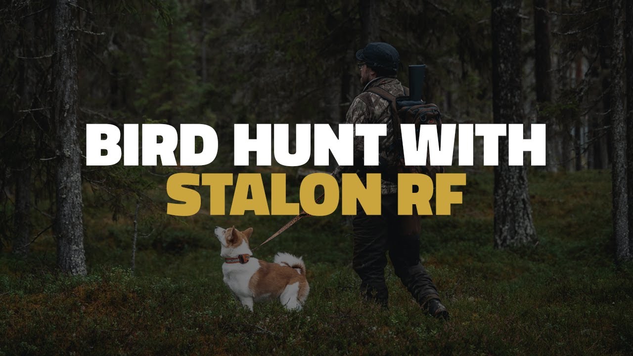 Das war nicht geplant – die Jagd mit Stalon RF