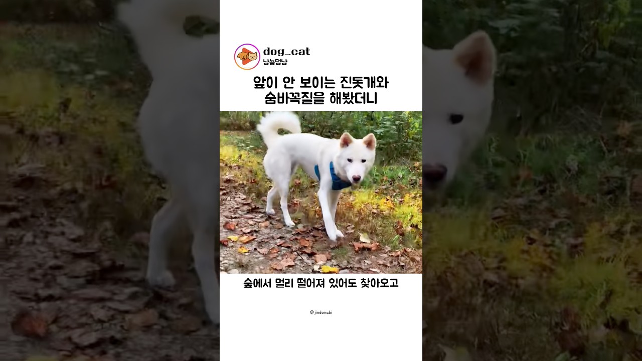 앞이 안보이는 진돗개와 숨바꼭질을 해봤더니