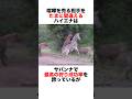 間違った相手に喧嘩を売るハイエナが面白い🤣