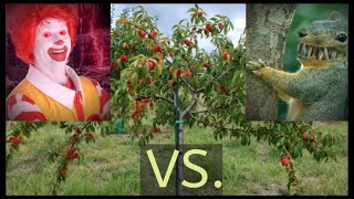 How Effective Are Scarecrows? [Food 'n Root Episode 006]