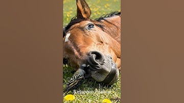 Bird helps the horse #shorts #ai #animals #horse