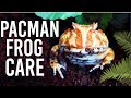 Pacman Frog Daily Routine