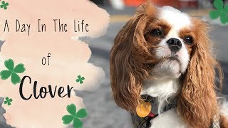 A Day In The Life of Clover ☘ The Cavalier King Charles Spaniel