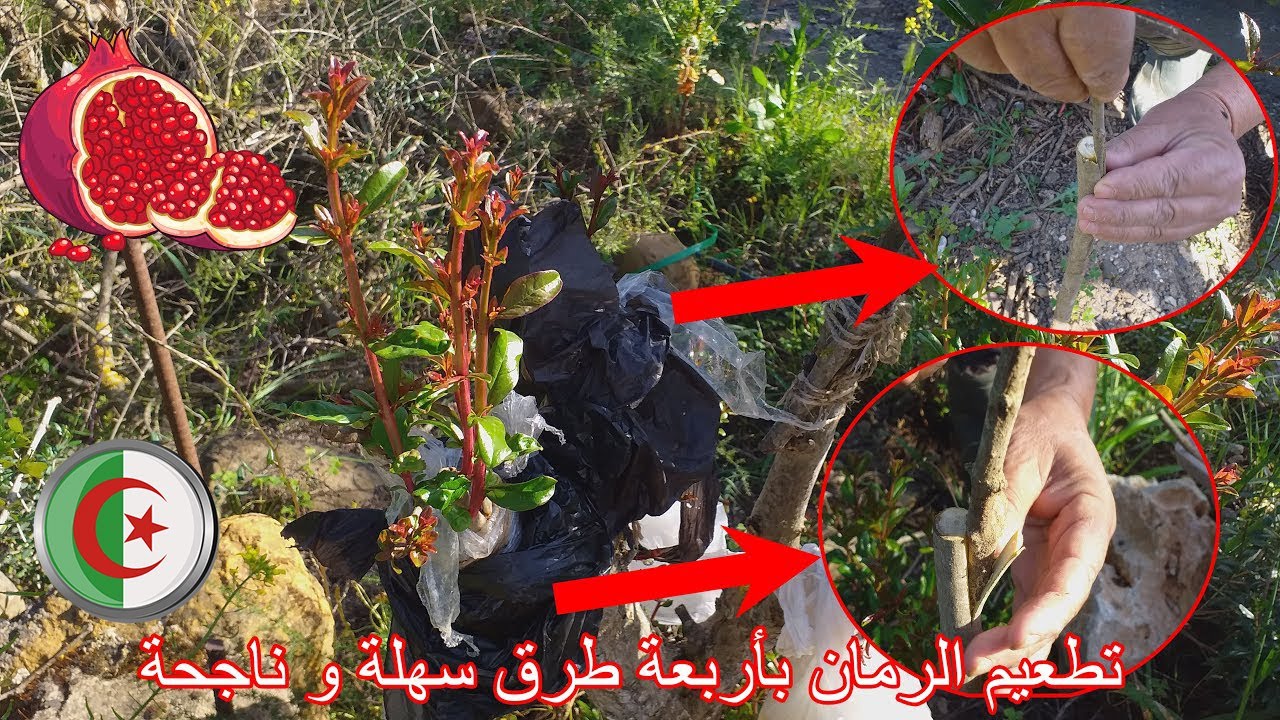 اربعة طرق لتطعيم الرمان مستعملة في الجزائر