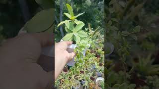#shortsvedios #plants #flowers