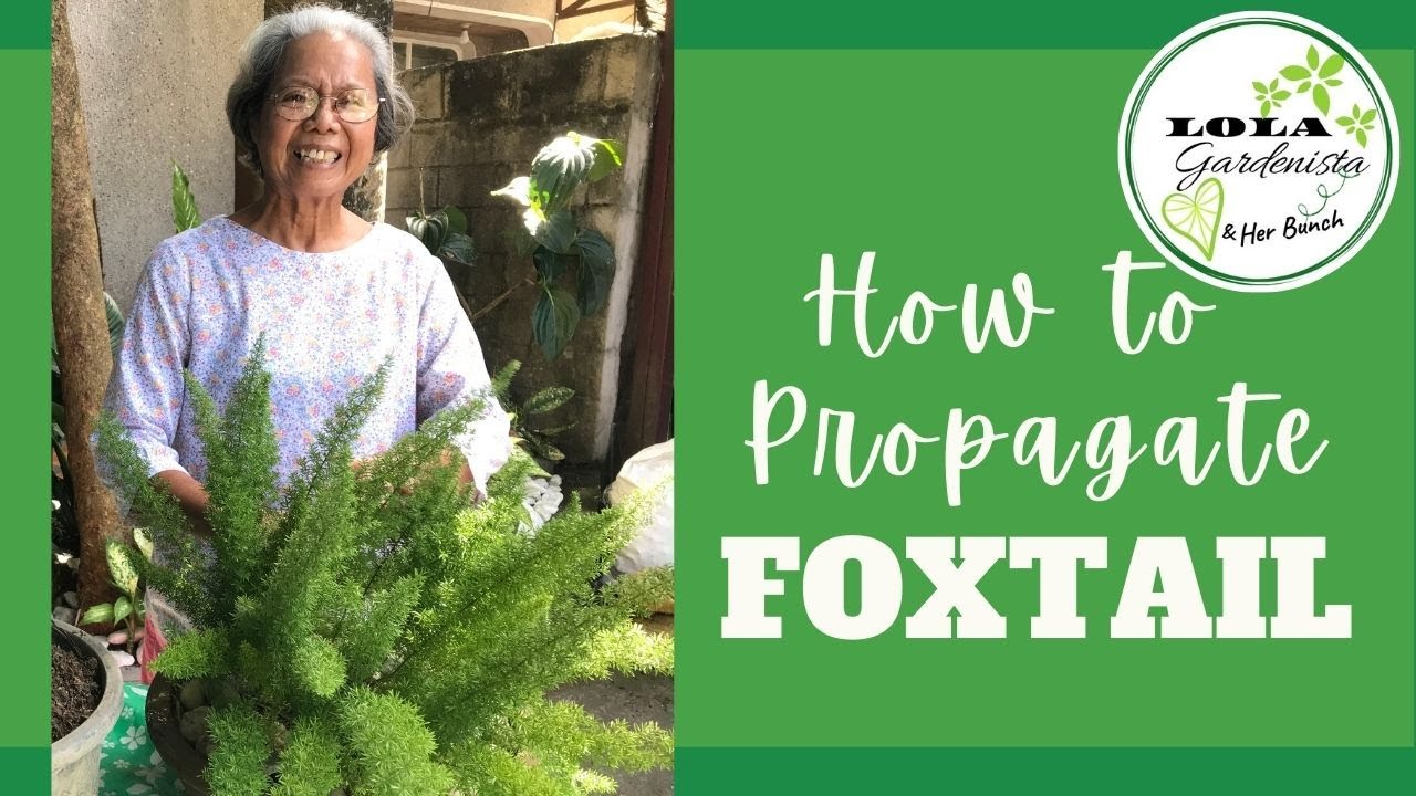 Gardening 101: Asparagus Ferns - Gardenista