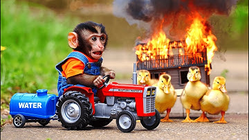 Monkey Kiko Drives Tractor Rescues Ducks Before the Coop Collapses 🐒✨ KIKO MONKEY LIFE
