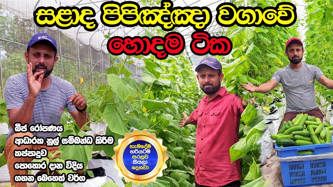 සළාද පිපිඤ්ඤා වගාවේ හොදම ටික | Greenhouse Salad Cucumber Farming