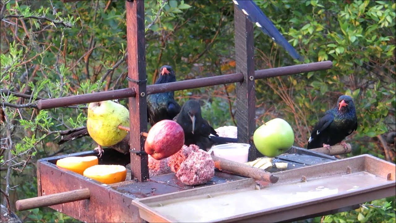 Red-billed Woodhoopoe's on Allen BirdCam 21 Sept '13 www.AllenBirdCam.com