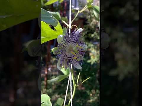 Mωβ Πασιφλώρα, Incarnata