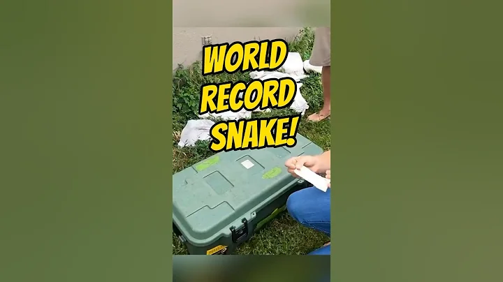 The LARGEST PYTHON caught in our FLORIDA EVERGLADES 🔥 #shorts #worldrecord #snake #python #invasive