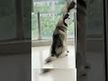 Funny Cats And Dogs Videos #pets #petsoftiktok #cat #cats #catsoftiktok #dog #dogs #dogsoftiktok