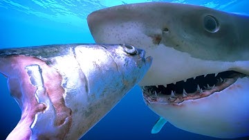 OPERATION APEX VR - Teaser Trailer【HTC Vive】Curiscope