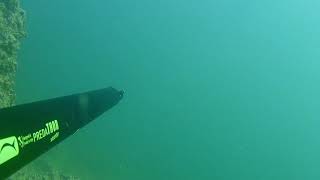 Salvimar predaTHOR vuoto 100 shallow water Spearfishing /spigola/ seabass/ Ψαροντούφεκο λαβράκι