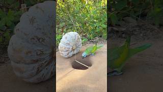 Unique Creative Pigeon Bird Trap Using Pumpkin #camping #Outdoors #bushcraft#Pumpkin