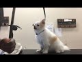 Grooming a Chihuahua